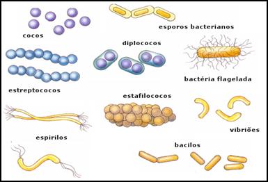 bacterias tipos