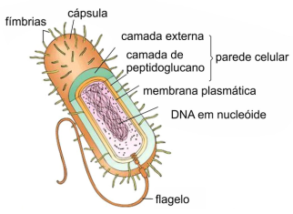 estrutura das bacterias